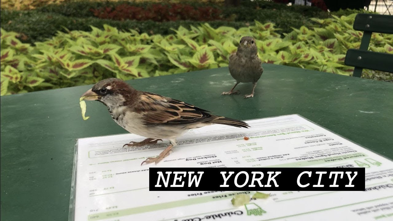 Rutgers to SVA- A Short Travel Vlog
