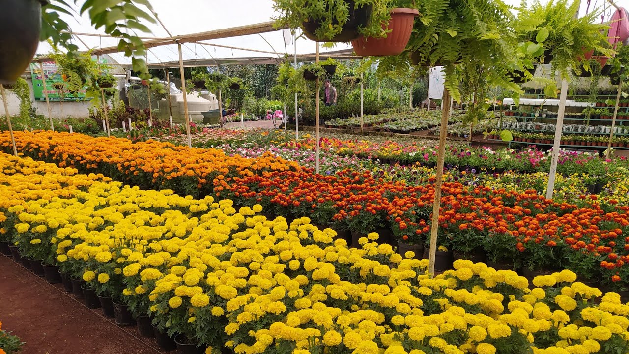 Visitamos un vivero productor🌹🌳🌱