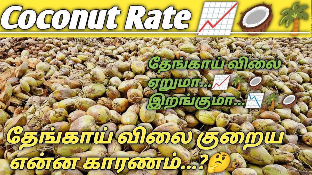 தேங்காய் விலை எப்போது ஏறும் விலை குறைய என்ன காரணம்| coconut market price in tamil #coconut #thengai