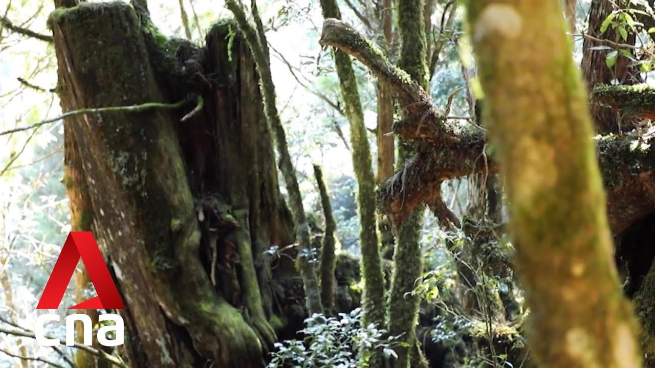 Tracking Taiwan’s illegal loggers known as ‘mountain rats’