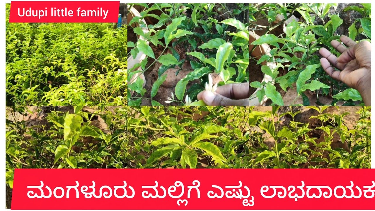 ಮಂಗಳೂರು ಮಲ್ಲಿಗೆ ಕೃಷಿಯಲ್ಲಿ ಎಷ್ಟು ಲಾಭದಾಯಕ!