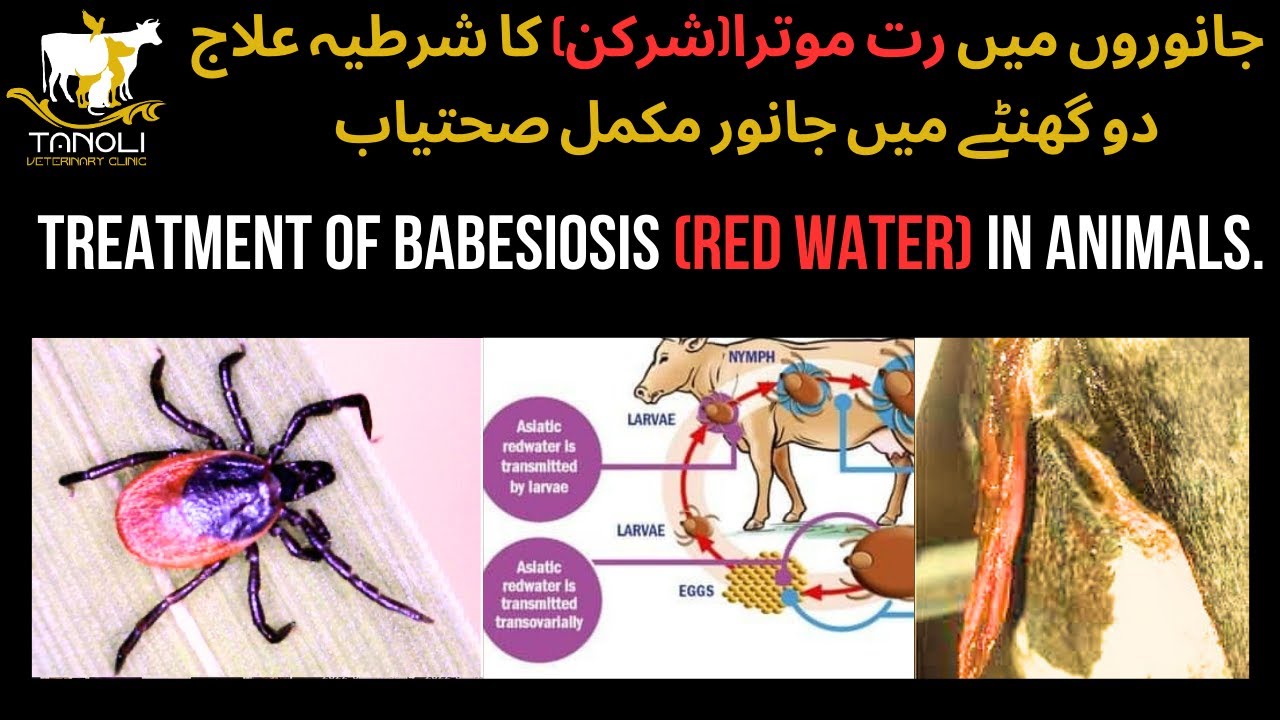 Treatment of Babesiosis (Red Water) in Animals || جانوروں میں رت موترا(شرکن) کا شرطیہ علاج