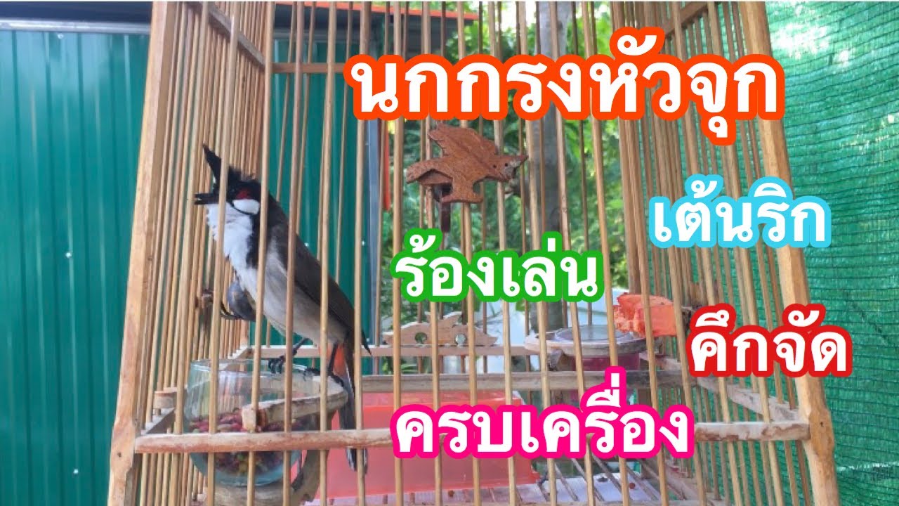 นกกรงหัวจุก | เสียงร้องเล่น เต้นริก ครบเครื่อง แม่บท ลากหวาย นับดอก (คึกจัด นกฟังคึกชัวร์) Ep.138