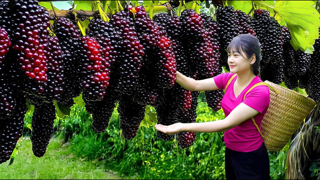 Ly Trieu Ca: Harvesting sweet giant wild mulberry - How to make traditional attractive mulberry wine