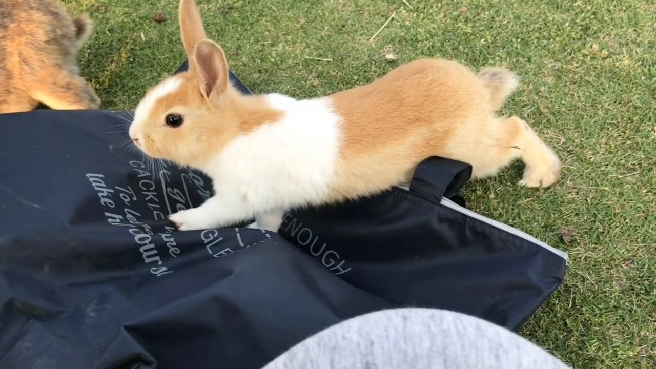 The baby bnuuy has committed a crime... he stole my bag!