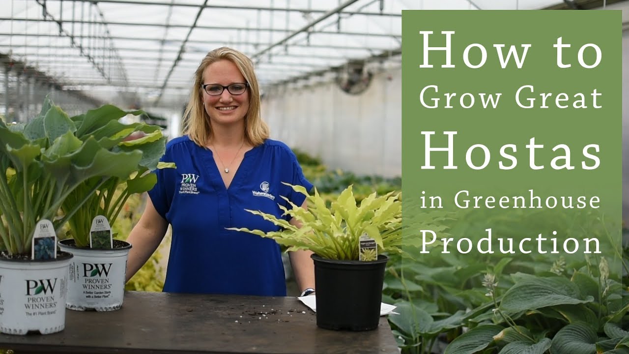 Hosta Greenhouse Production Tips | Walters Gardens