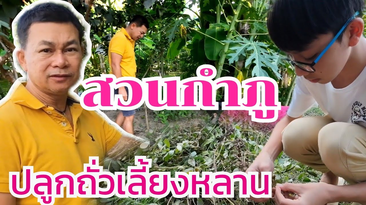 สวนกำภู ปลูกถั่วเลี้ยงหลาน สภาพนี้ #บ้านสวนกำภู Ep911