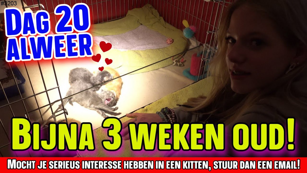 KITTEN UPDATE. Al weer dag 20. We gaan de MAINE COON KITTENS wegen. Hoe gaat het met ze?  #3203