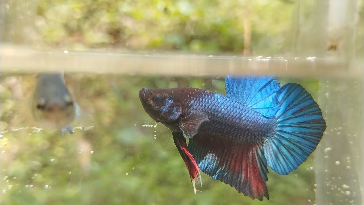 Beautiful plakat betta fish #bettafish #aquarium #fishing #plakat #bettabreeder  #thailandbetta