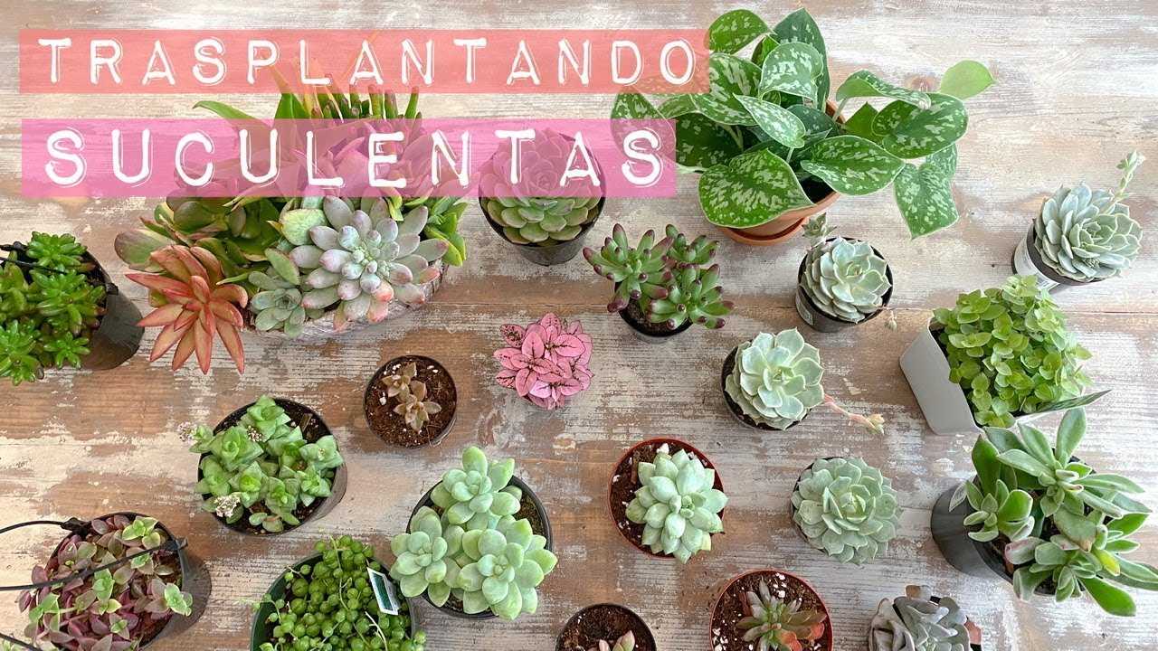 🌵 CONSEJOS PARA CUIDAR TUS SUCULENTAS parte #2