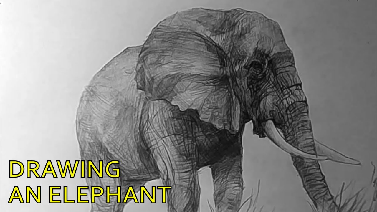 Drawing an elephant