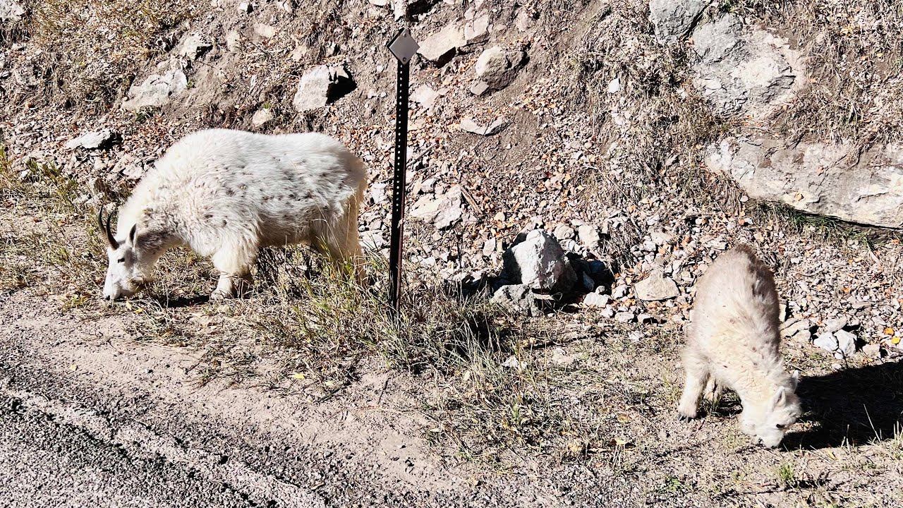 Momma And Baby Mountain Goat Munching On Grass In Spearfish Canyon, South Dakota