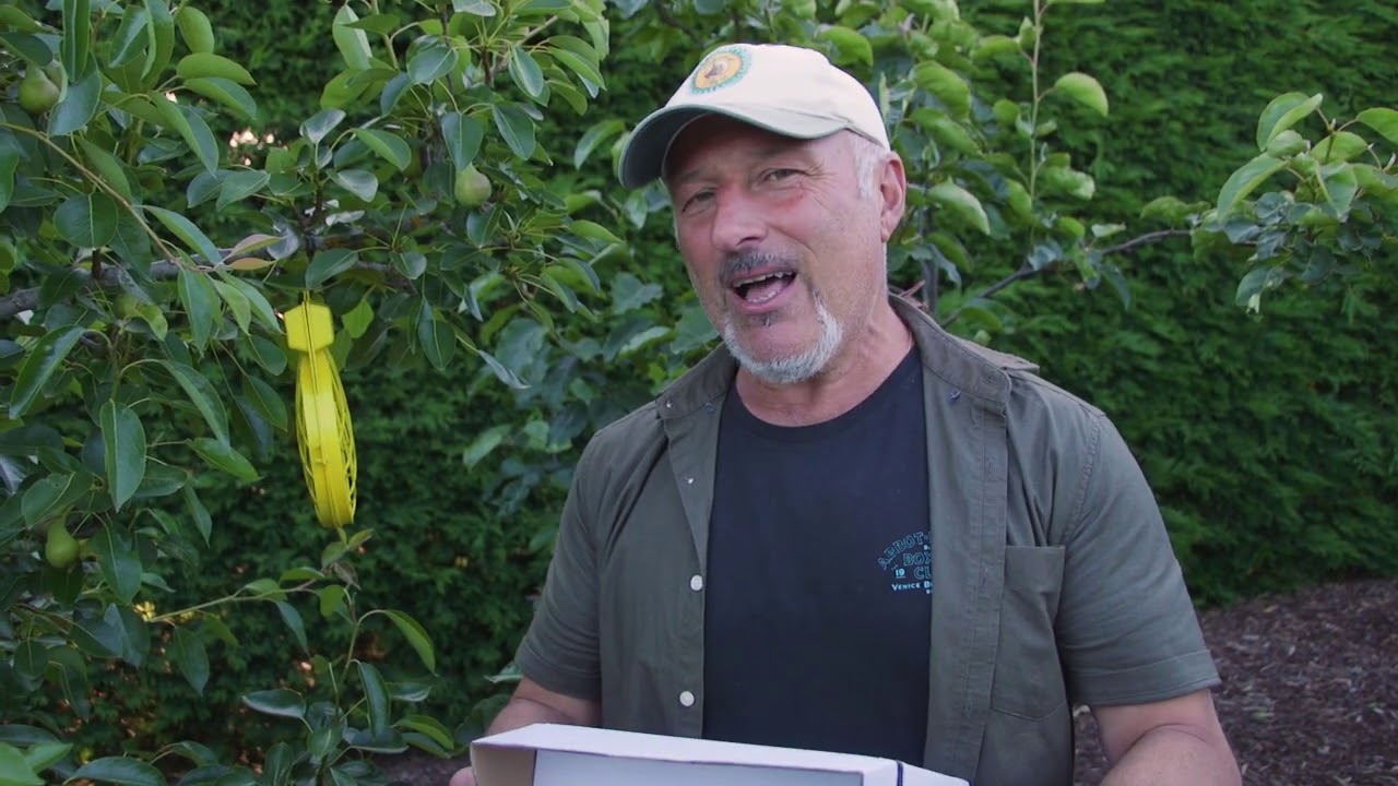 Protect your garden from fruit fly