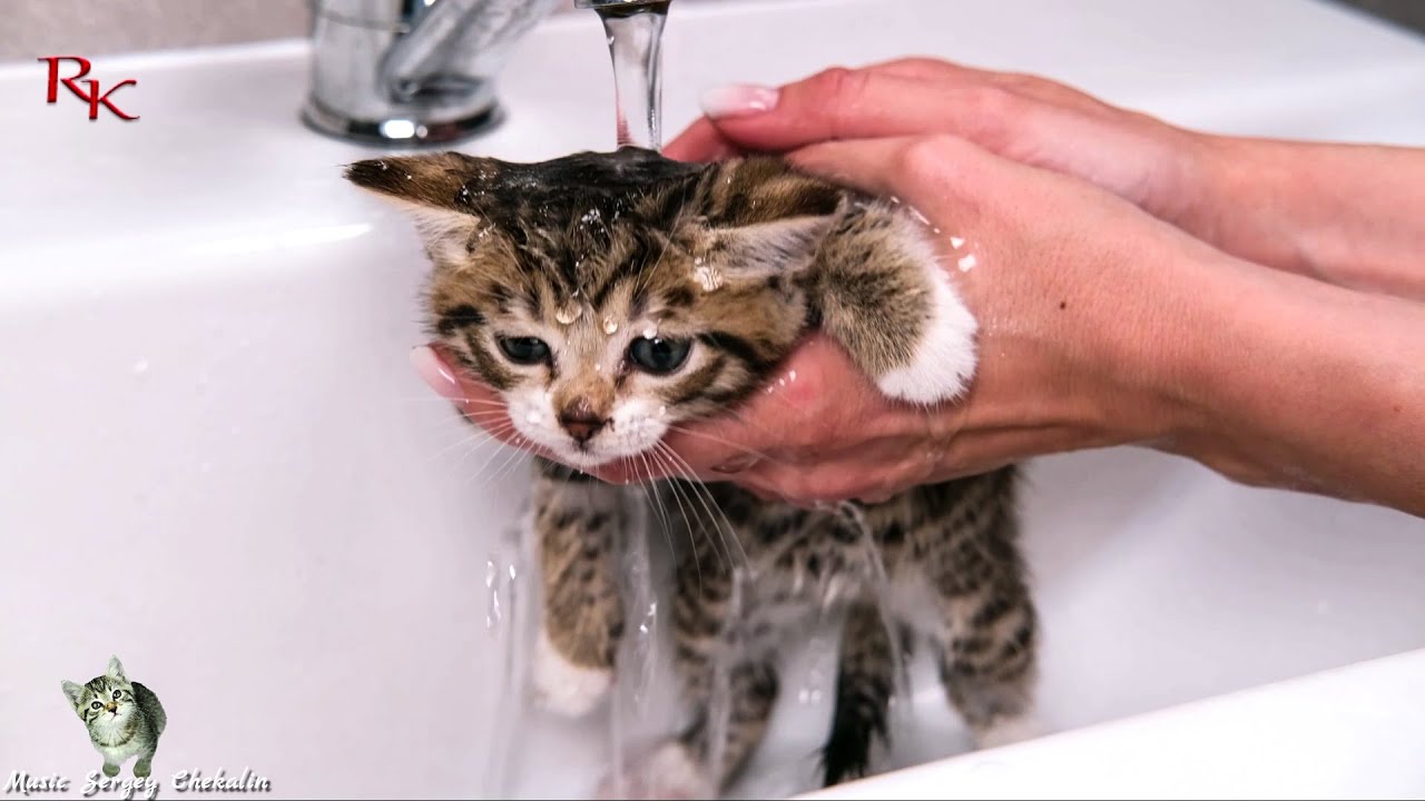Cats Без КОТА и жизнь не та   Life is not the same without a cat