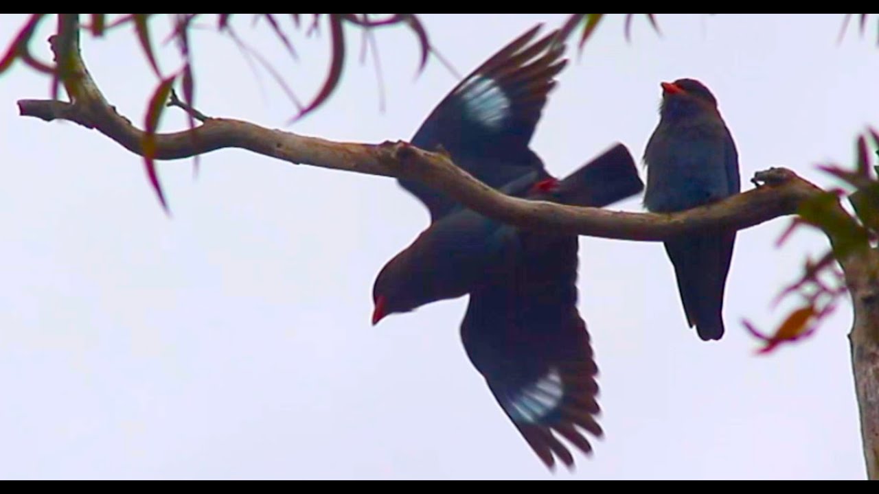 Australian Dollarbird pair & their crazy calls! Australian birds