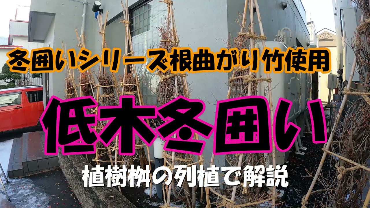 【冬囲いシリーズ】植樹桝のドウダンツツジを根曲竹を使用して5段巻き作業してる冬囲い動画です。再生時間が長くなったので2回に分けた前編です。