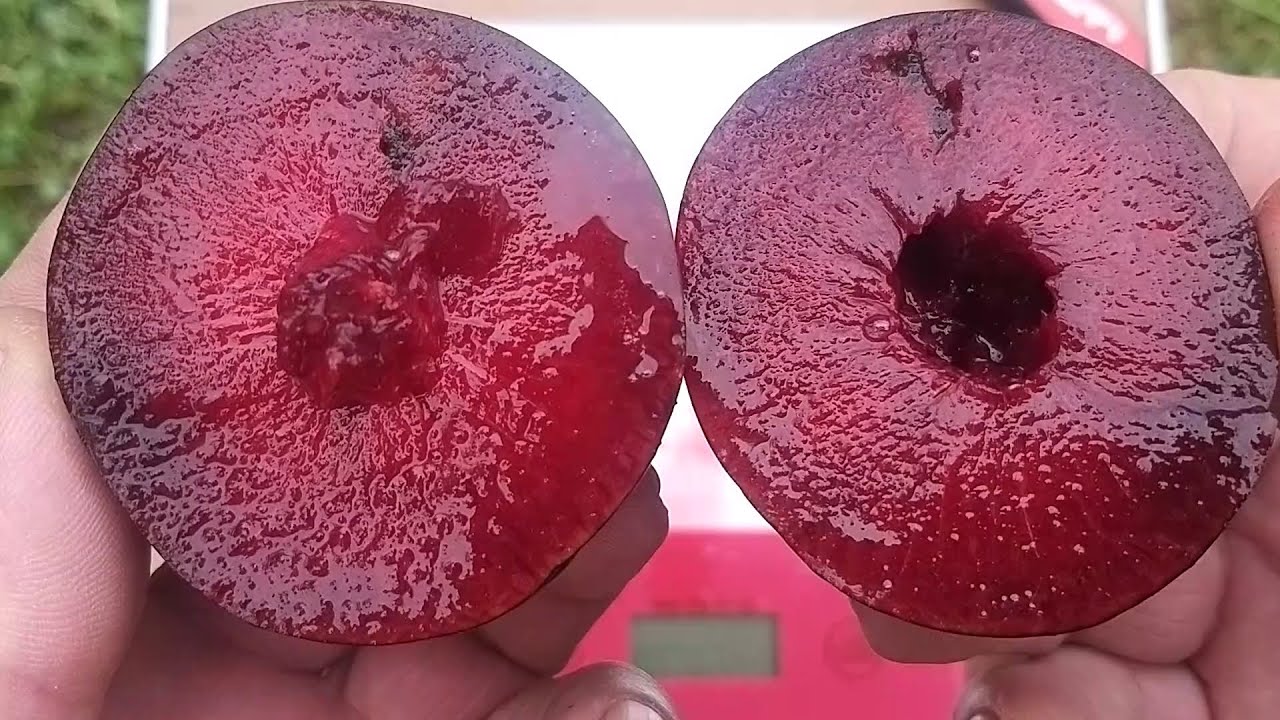 Слива Блек Сплендор  (Prunus salicina Black Splendor) .