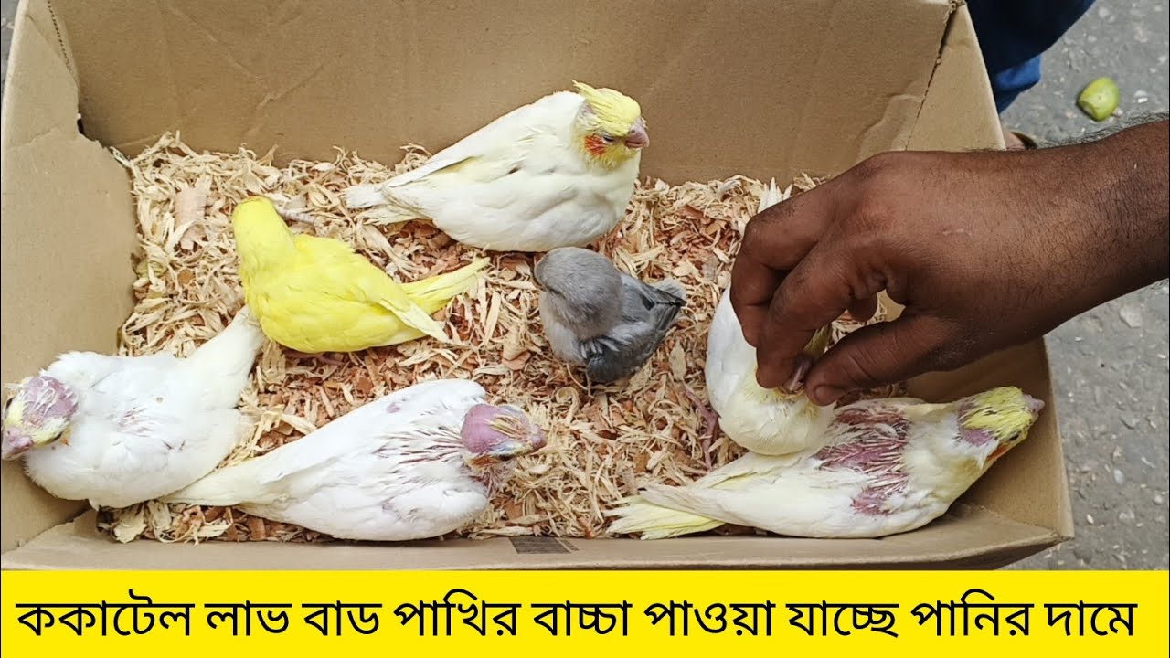 ককাটেল লাভ বার্ড পাখির  বেবি  পাওয়া যাচ্ছে এখন