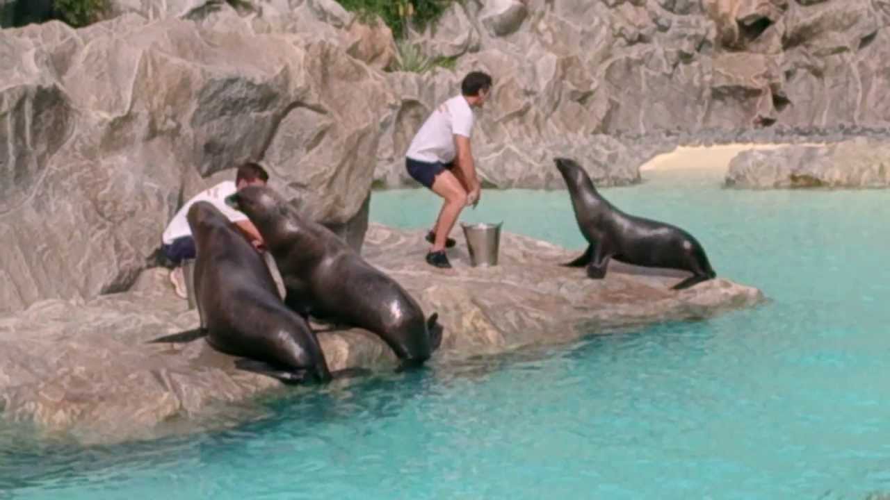 Feeding The Sea Lions At Siam Park