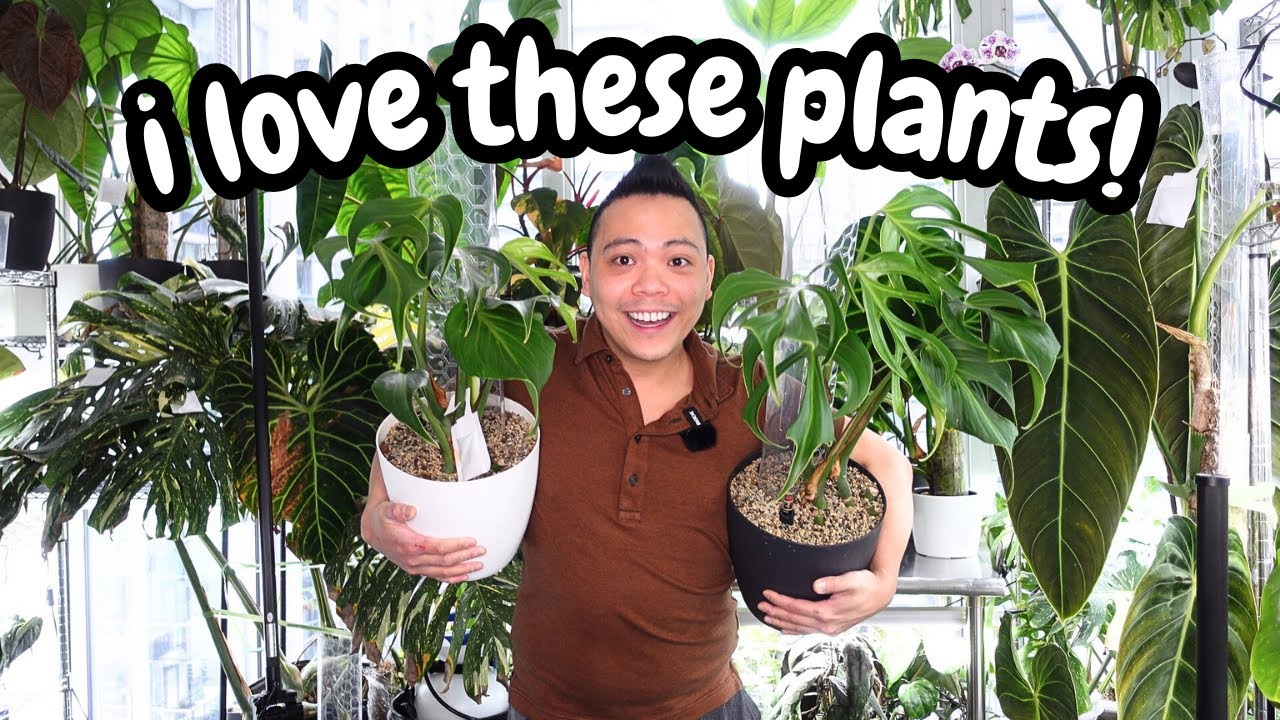 ✨ my favourite plants 🌱 march 2024 | monstera, philodendron, anthurium, hoya, orchids | houseplants