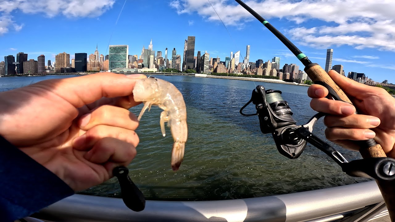 East River Fishing. How To Fish NYC Piers With Shrimp
