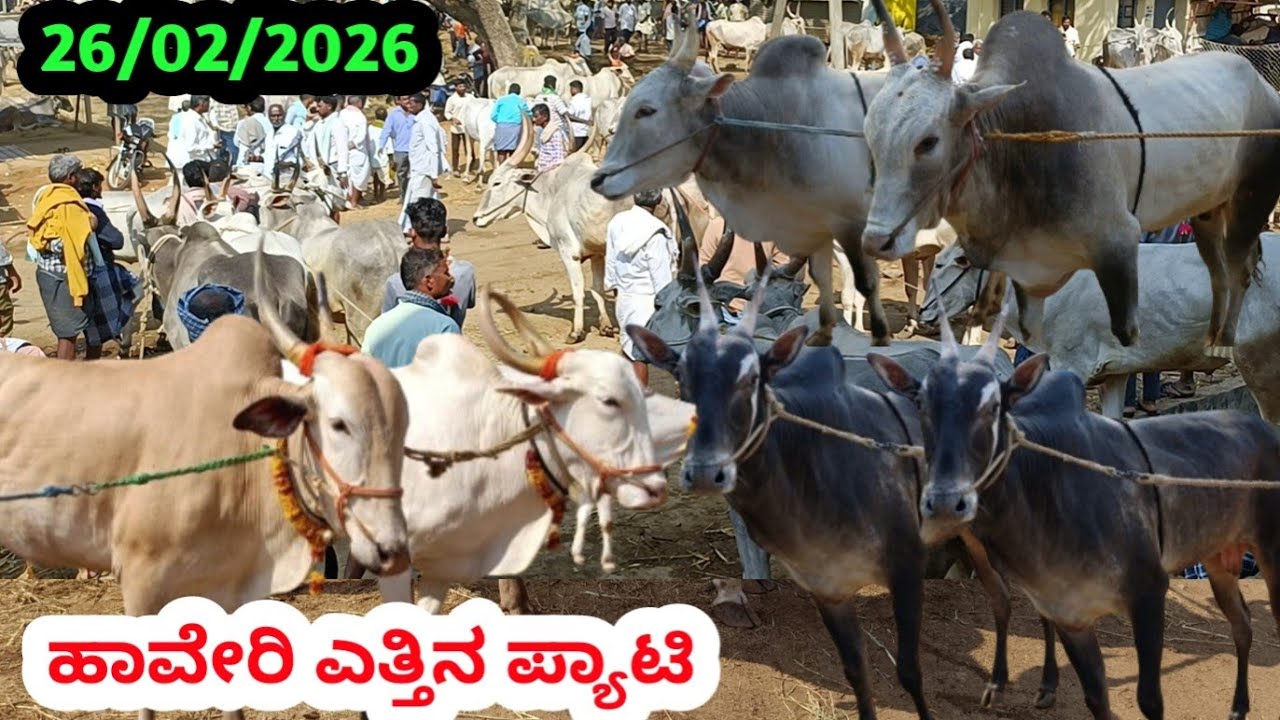 ಹಾವೇರಿ ಎತ್ತಿನ ಪ್ಯಾಟಿ || Haveri OxenBulls Market || ಪ್ರತಿ ಗುರುವಾರ ಬೆಳಿಗ್ಗೆ #haveribullsmarket #cattle
