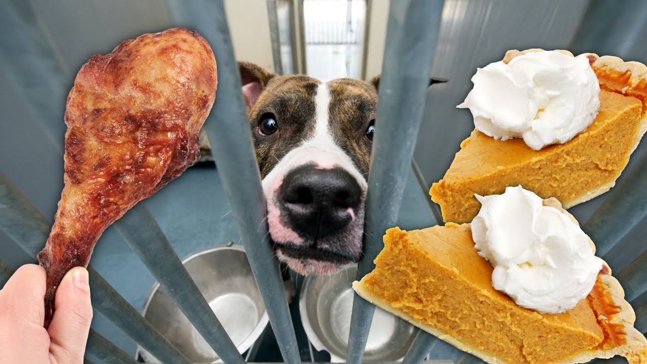 Making 100 Thanksgiving Dinners for Homeless Dogs!