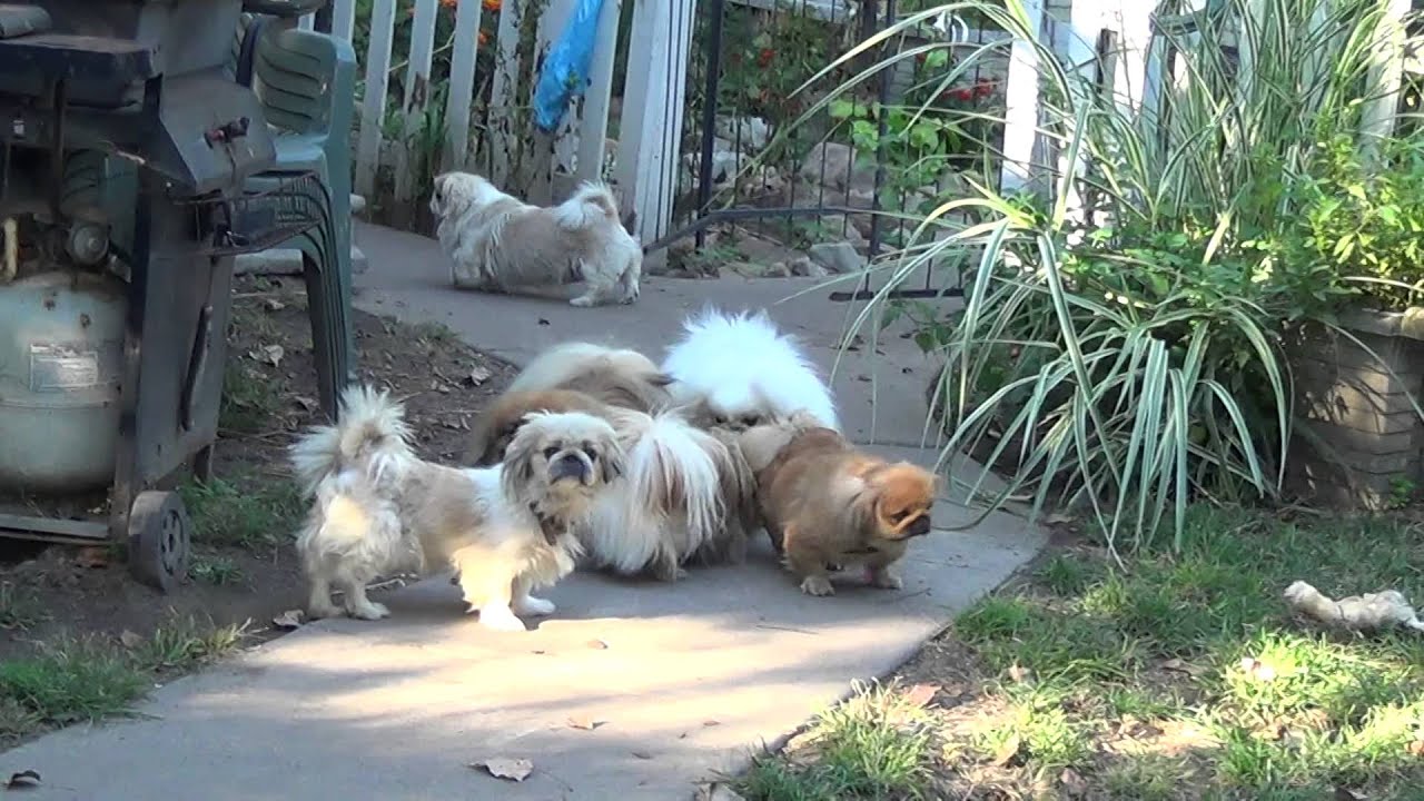 Pekingese dogs