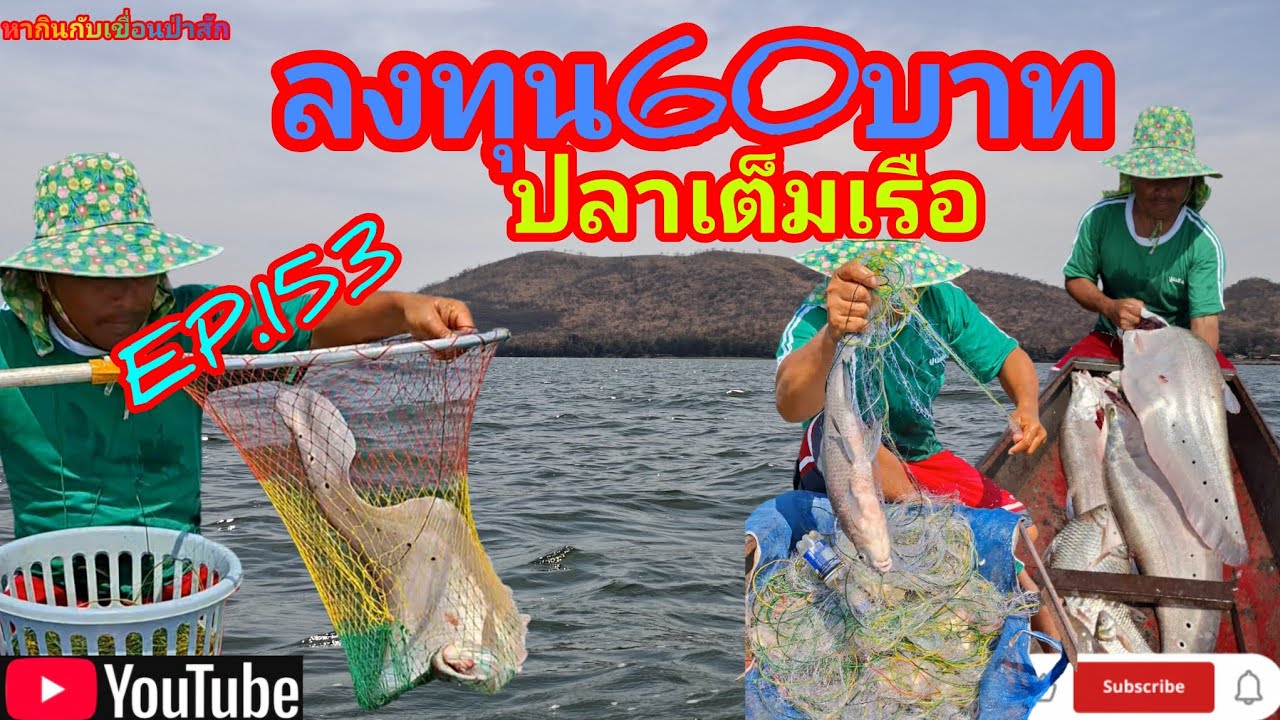 EP.153 ลงทุน 60 บาทได้ปลาเต็มเรือ #fishing #เบ็ดราว #เก็บข่าย #นั่งเรือตกปลา #หากินกับเขื่อนป่าสัก