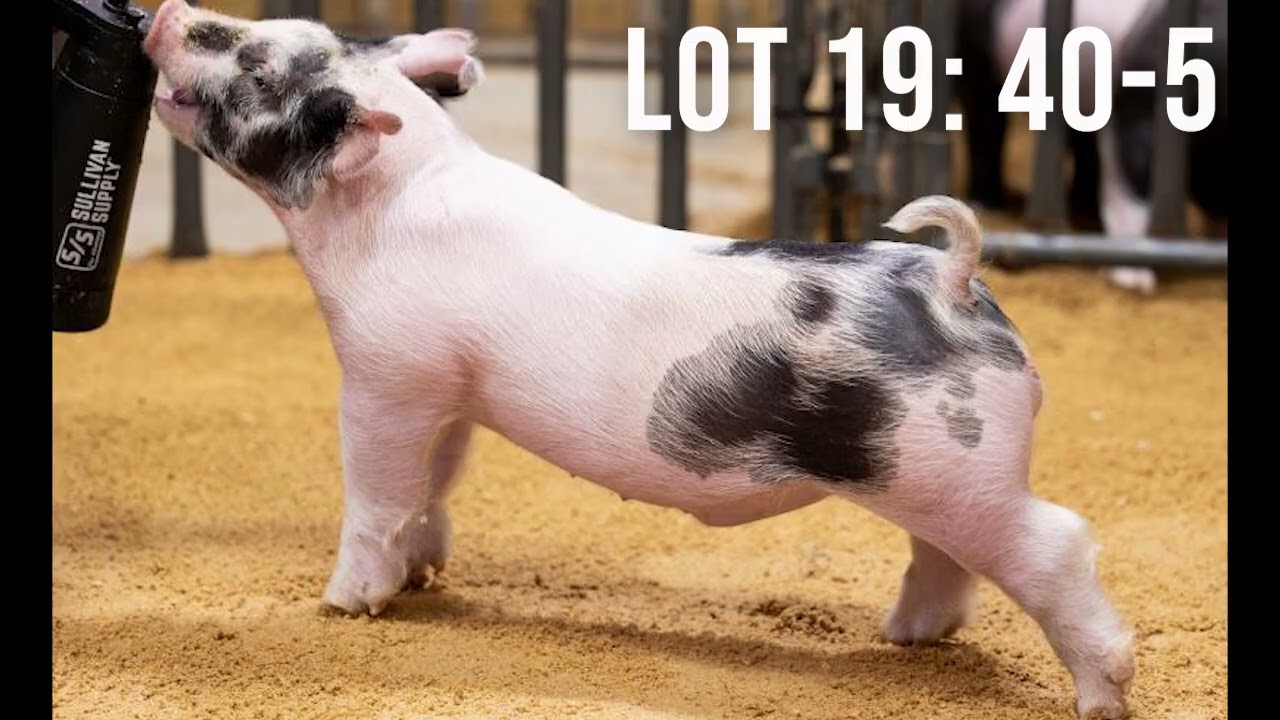 The Showpig Lineup: Episode 40 - Feb. 15th Sales