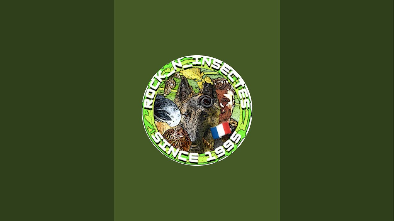 rock_n_insectesYT est en direct !