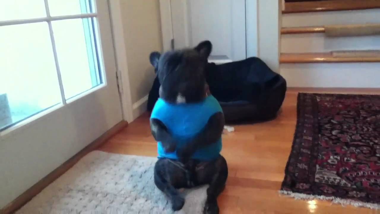 Cute French Bulldog Does Butt-Dance