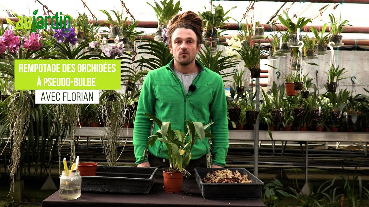 REMPOTER les ORCHIDÉES à PSEUDO-BULBES 🌸Oncidium, Brassia, Cymbidium ou Zygopetalum