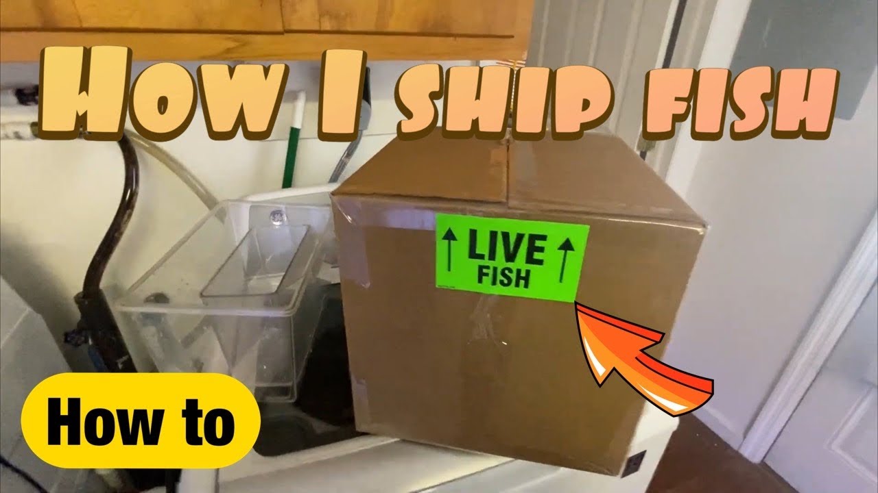 How I ship live fish through the mail
