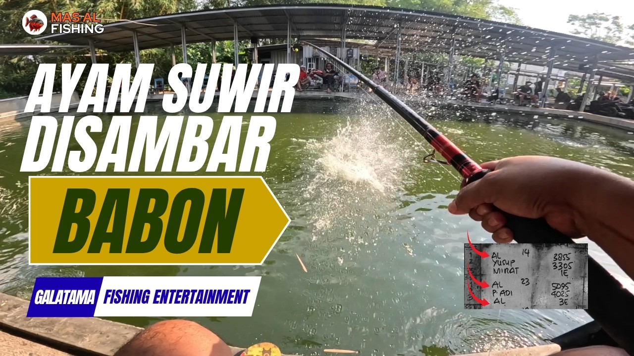 Strike BABON ! Mancing Bawal Media Ayam Suwir