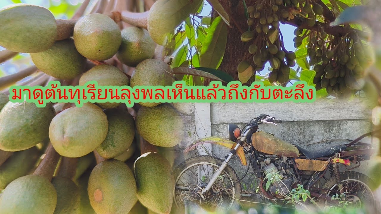 มาบ้านลุงที่สี่กอถึงกับน้ำตาซึมเมื่อเห็นสิ่งนี้#ย่าอชิกกกอก 