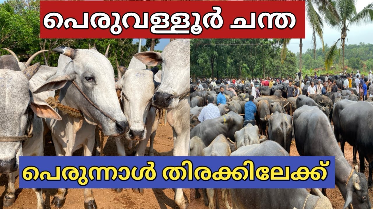 ഈ ആഴ്ചയിലെ പെരുന്നാൾ ചന്ത |peruvallur chanda|parambil peedika chanda|#cattlefarm
