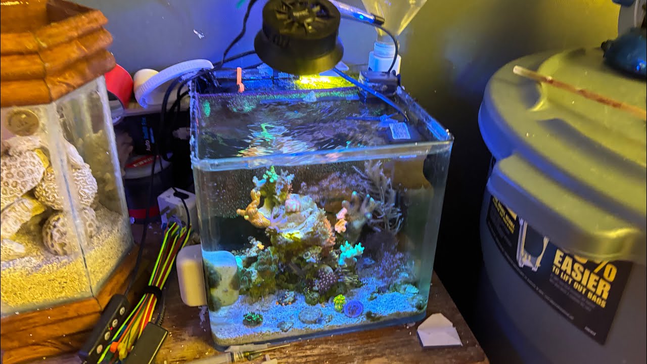 3 Gallon SPS Pico Reef Update + NEW DWARF SEAHORSES!