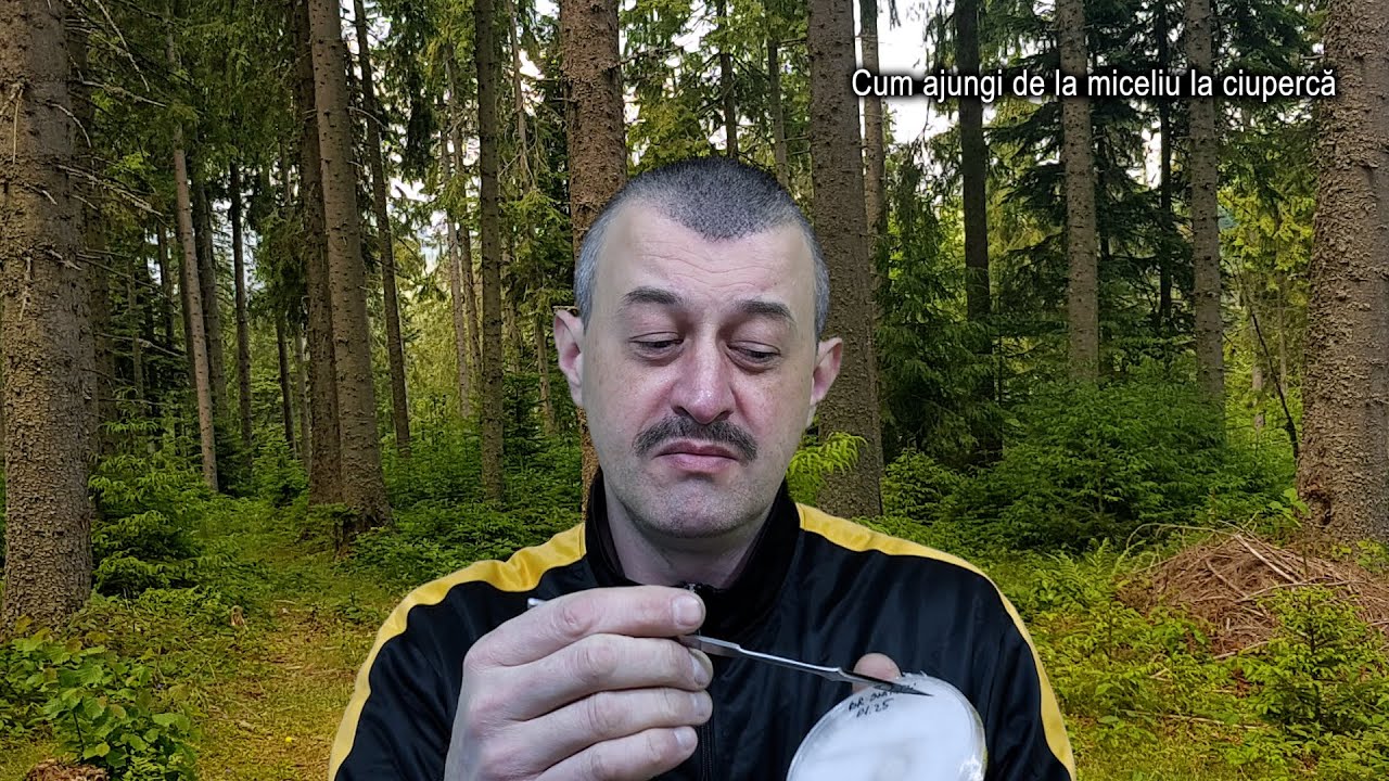 De la miceliu la ciupercă - procesul de cultivare a ciupercilor de cultură #miceliu #ciuperci