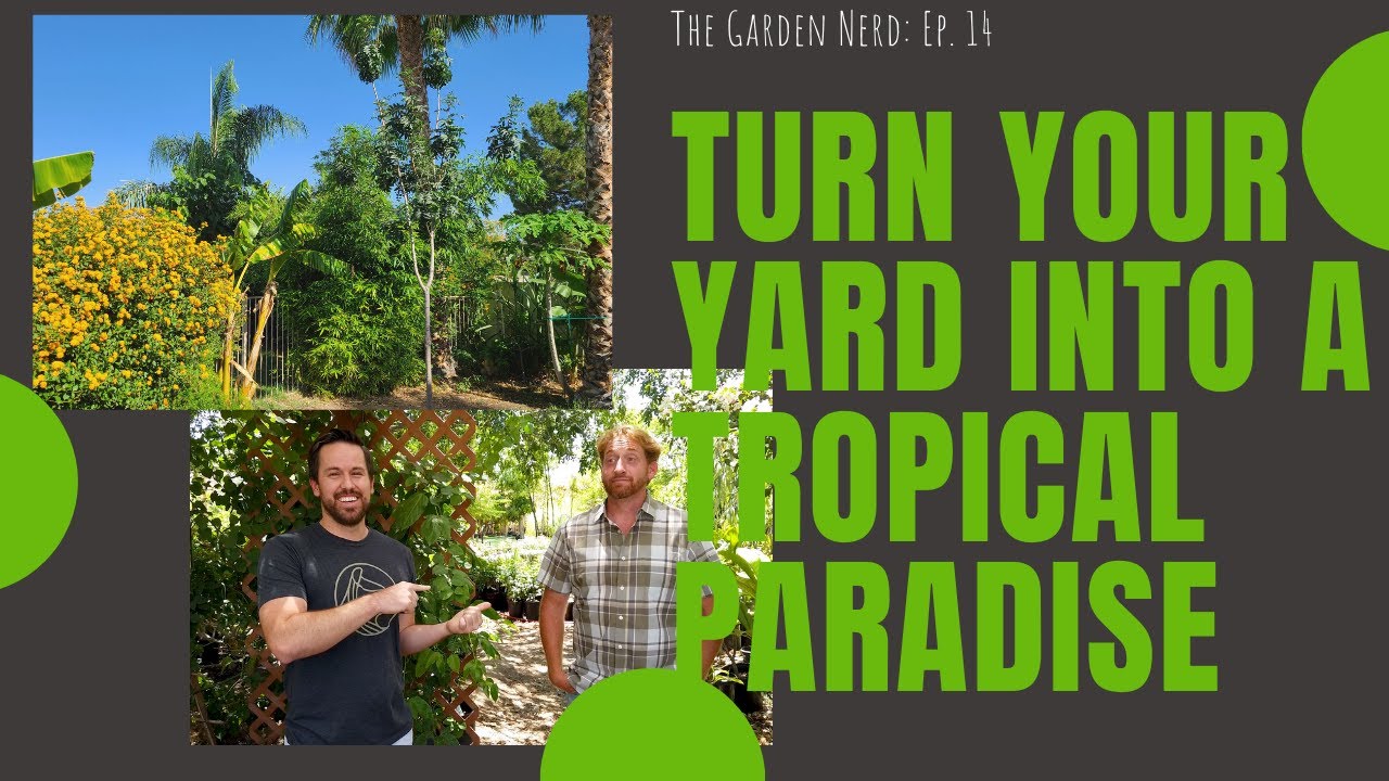 Tropical Trees In Your Backyard!