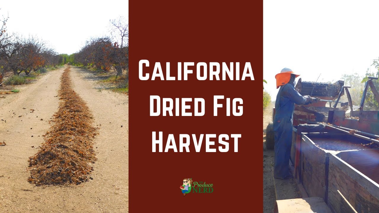How Figs Are Dried & Harvested In The Field in California