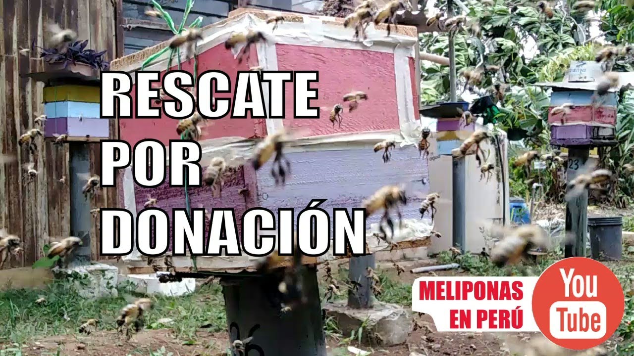 Meliponas en Perú: Rescate, Donación de Abejas