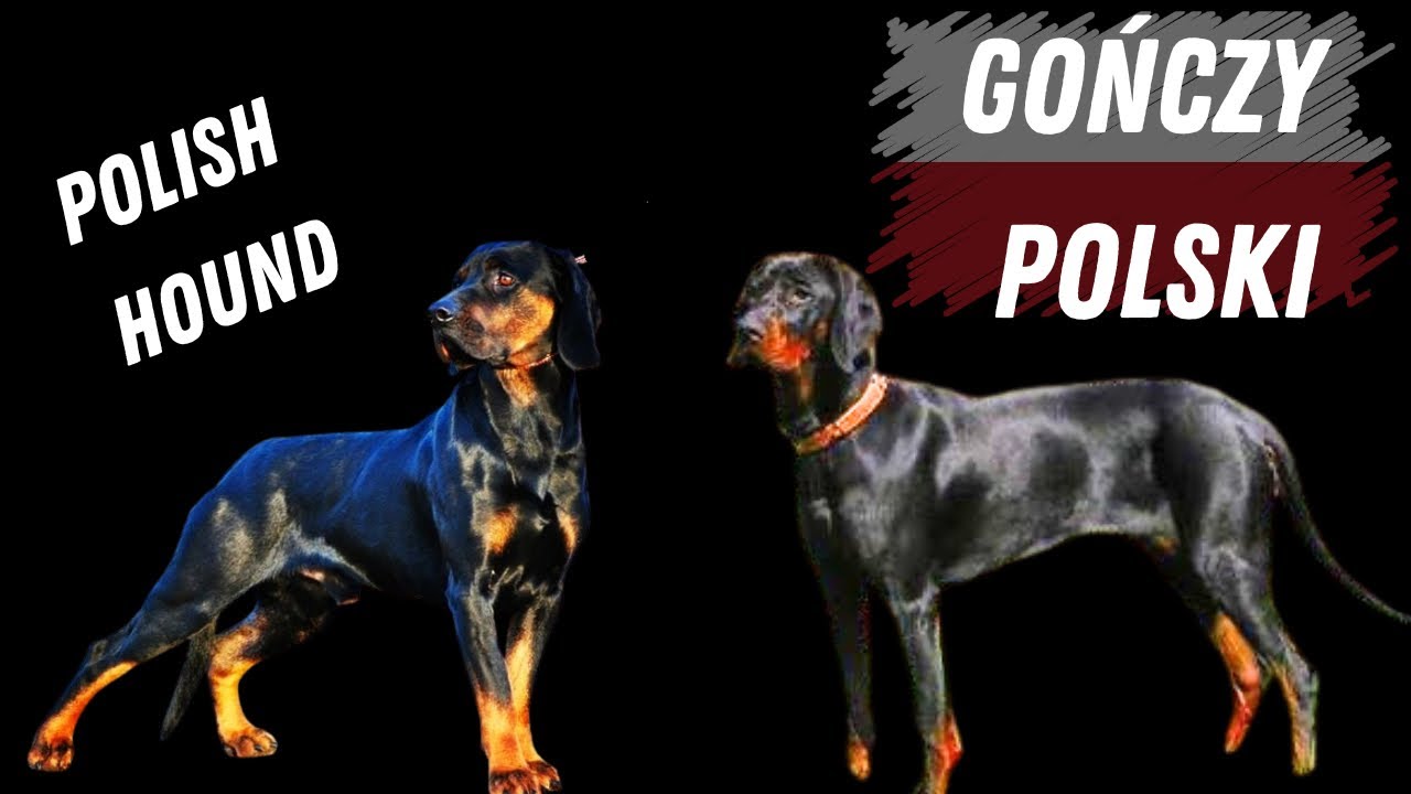 Gończy Polski  | Dog Breed Overview