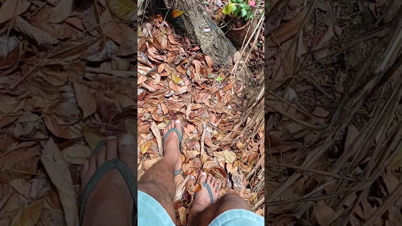 Relaxing Slow Motion Nature Video  #slowmotion  #BeautifulNature #Cinematic #NatureLovers #4KVideo
