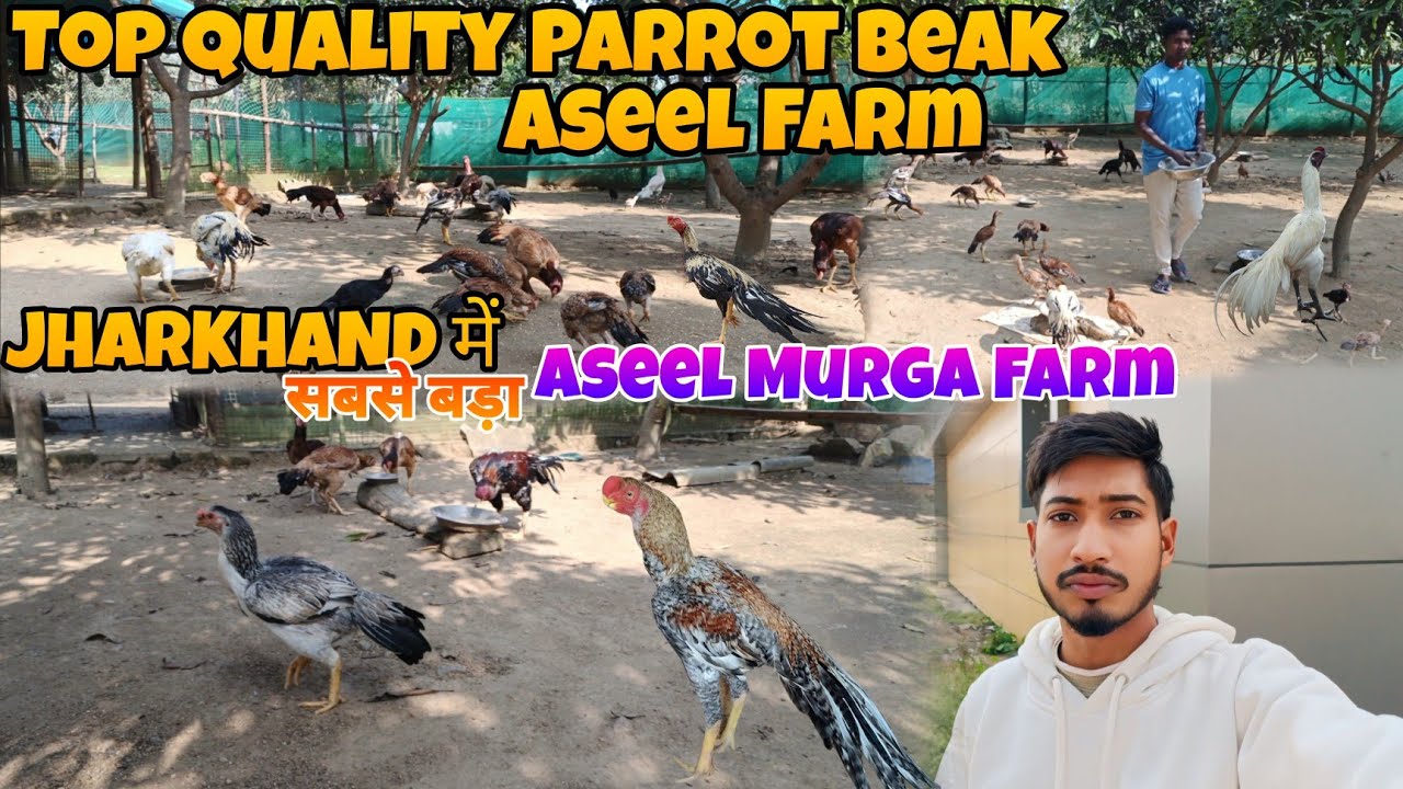 Jharkhand Me Sabse Bada Aseel Murga Farm 🐓 Top Quality Tamilnadu Parrot Beak Aseel Murga Farm 🐓