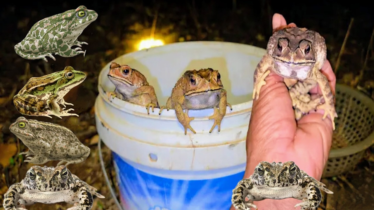 amazing exploring discovery, catching frog, bullfrog, poisonous frog, big frog, toads and big snake