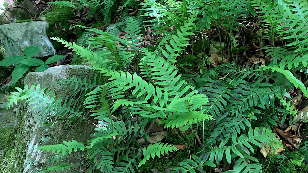 Rock Cap Polypody