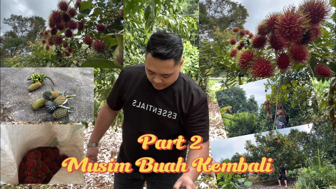 Part 2 / AMBIL BUAH YANG TIDAK SEMPAT HARI TU KERANA HUJAN //