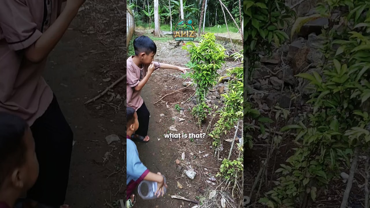 Hunting insects in the forest, catching a big wild grasshopper #catchinsects