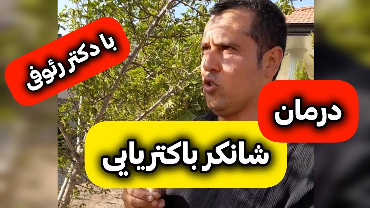 درمان  شانکر باکتریایی درختان هسته دار